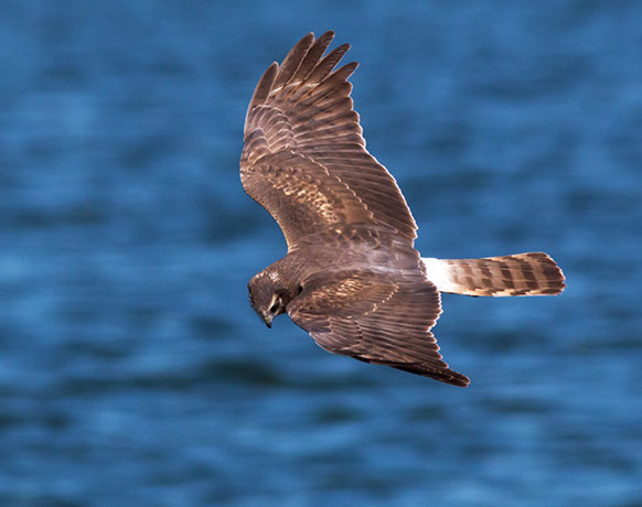 Northern Harrier Circus cyaneus