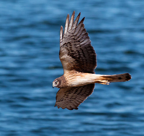 Northern Harrier Circus cyaneus