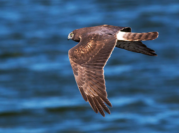 Northern Harrier Circus cyaneus