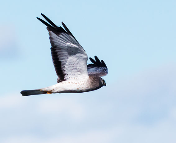 Northern Harrier Circus cyaneus