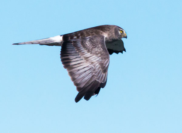 Northern Harrier Circus cyaneus