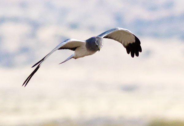 Northern Harrier Circus cyaneus