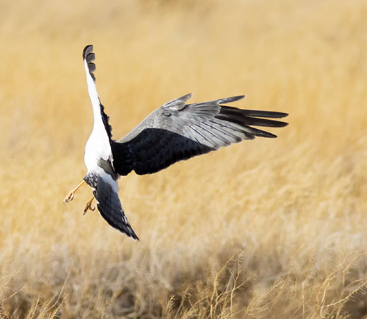 Northern Harrier Circus cyaneus