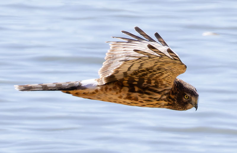 Northern Harrier Circus cyaneus