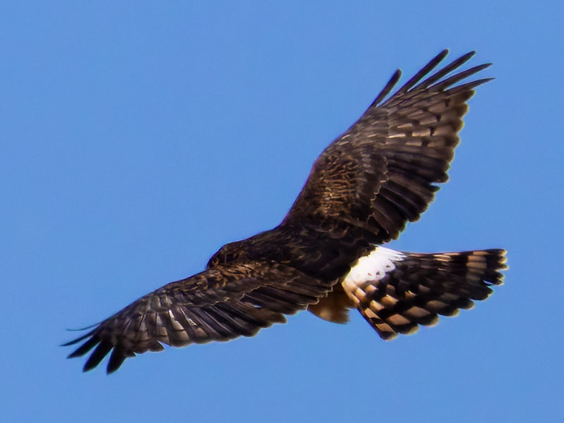 Northern Harrier Circus cyaneus