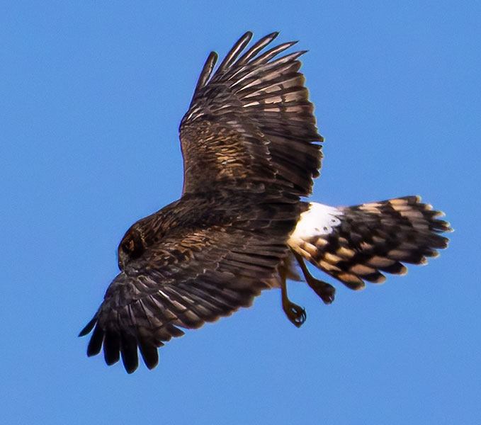 Northern Harrier Circus cyaneus