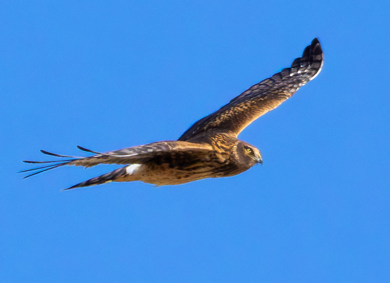 Northern Harrier Circus cyaneus