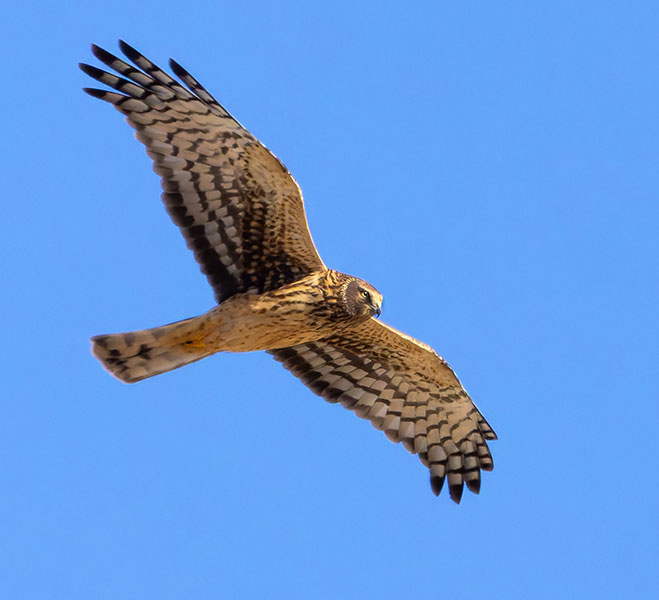 Northern Harrier Circus cyaneus