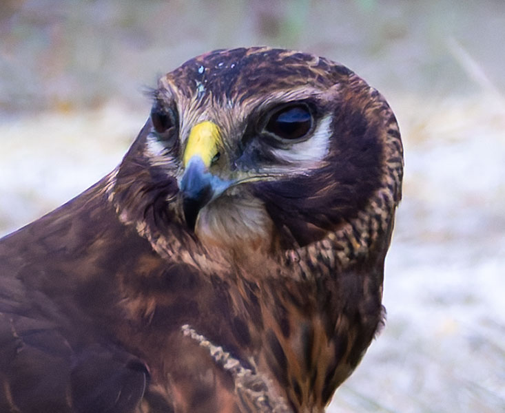 Northern Harrier Circus cyaneus