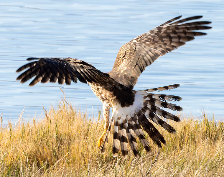Northern Harrier Circus cyaneus