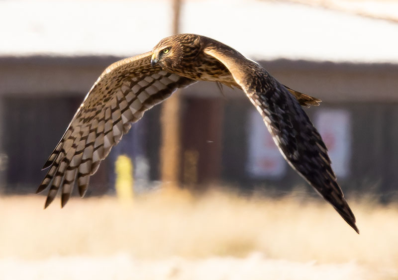 Northern Harrier Circus cyaneus