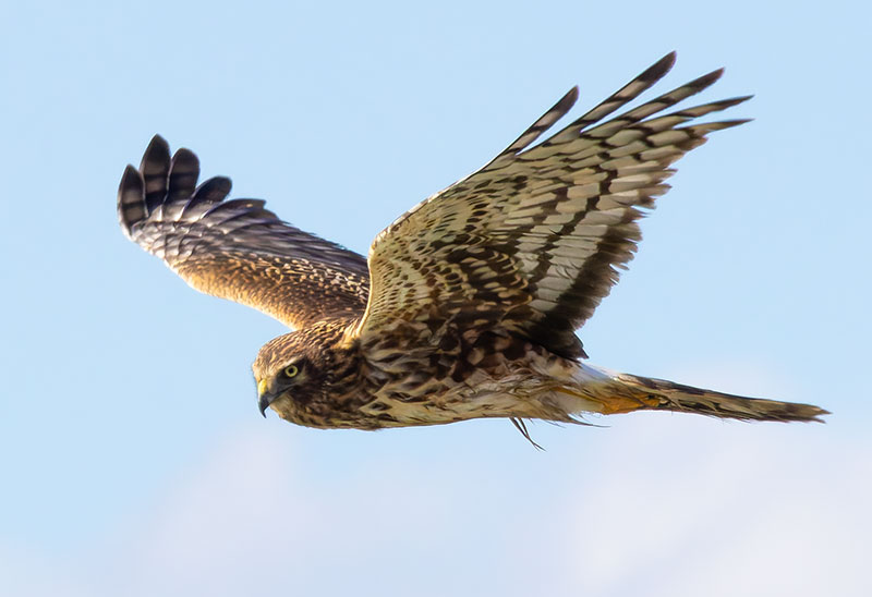 Northern Harrier Circus cyaneus