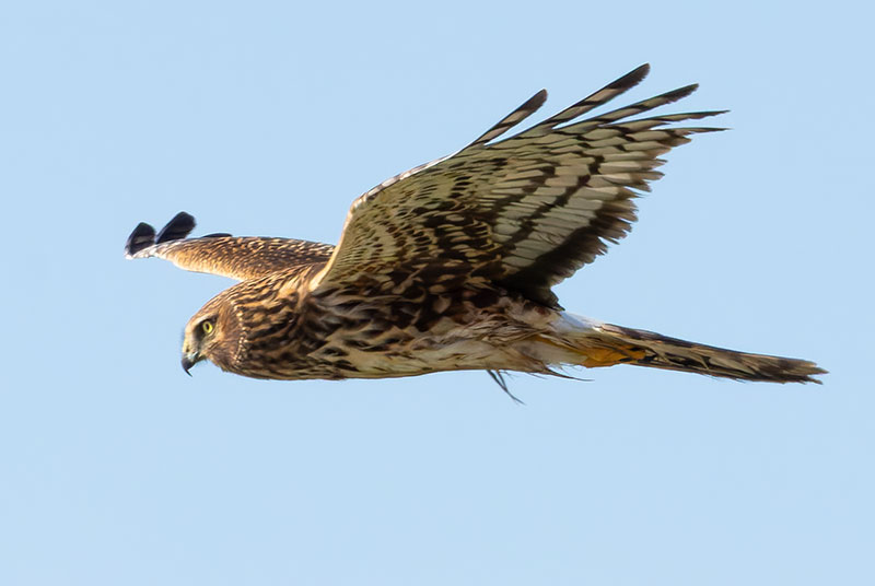 Northern Harrier Circus cyaneus