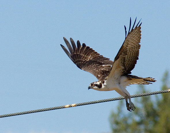 Osprey Pandion haliaetus