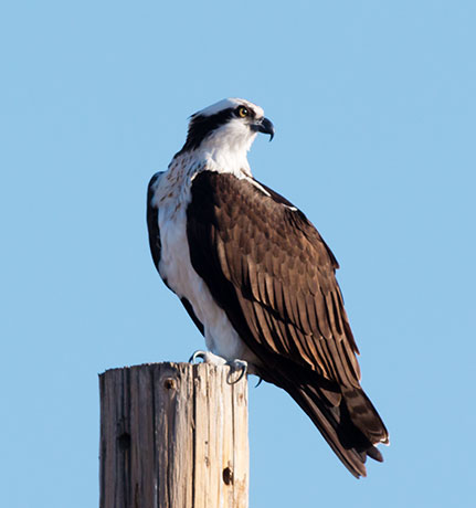 Osprey Pandion haliaetus