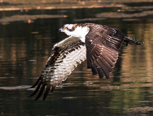 Osprey Pandion haliaetus