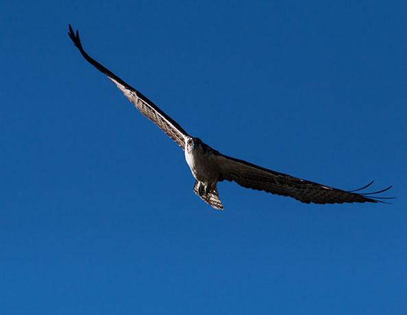 Osprey Pandion haliaetus