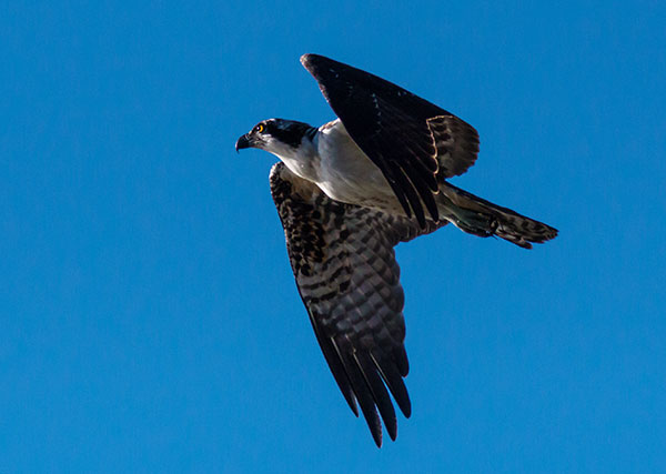 Osprey Pandion haliaetus
