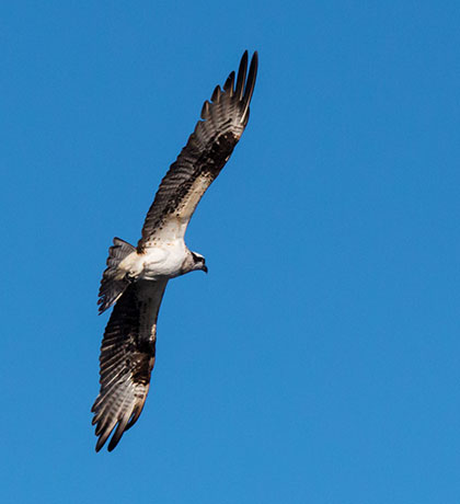 Osprey Pandion haliaetus