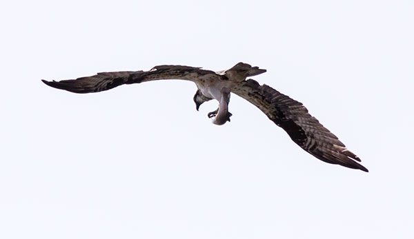 Osprey Pandion haliaetus