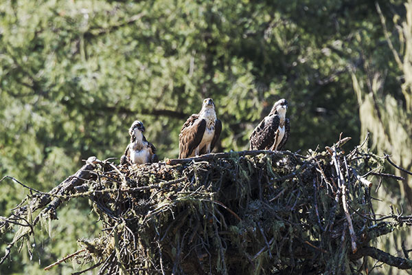 Osprey Pandion haliaetus
