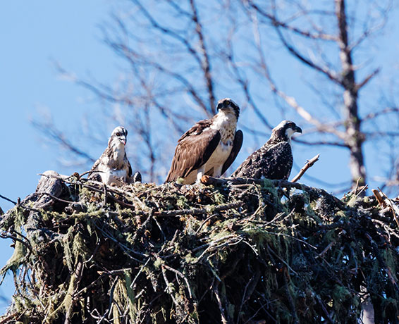 Osprey Pandion haliaetus