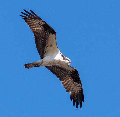 Osprey Pandion haliaetus