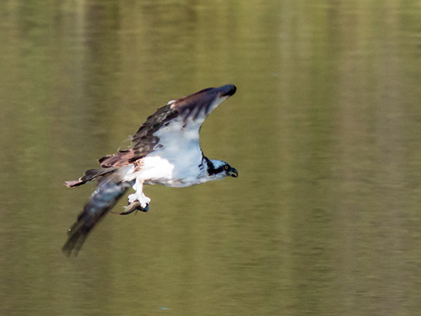 Osprey Pandion haliaetus