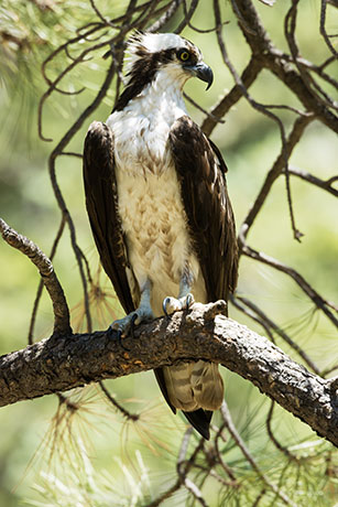 Osprey Pandion haliaetus