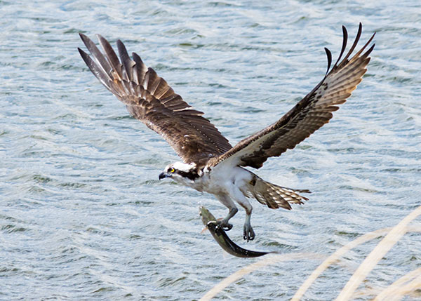 Osprey Pandion haliaetus