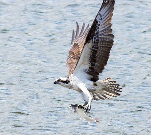 Osprey Pandion haliaetus
