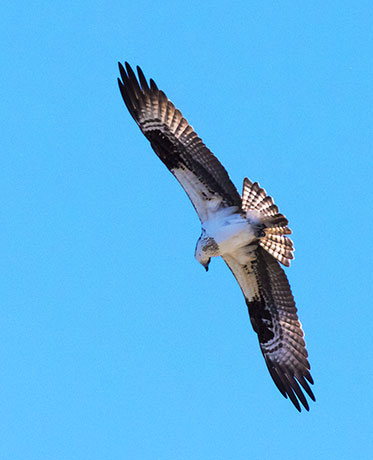 Osprey Pandion haliaetus