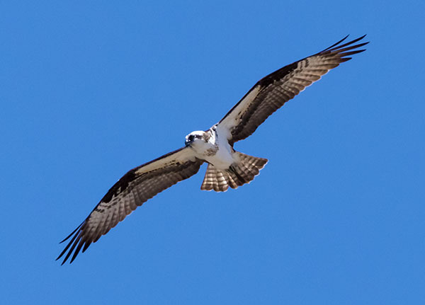 Osprey Pandion haliaetus