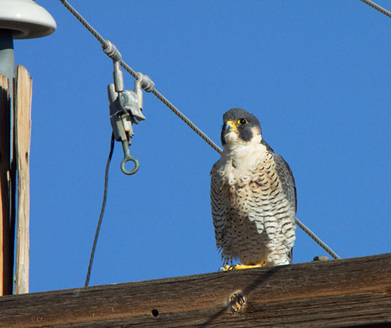 Peregrine Falcon Falco peregrinus