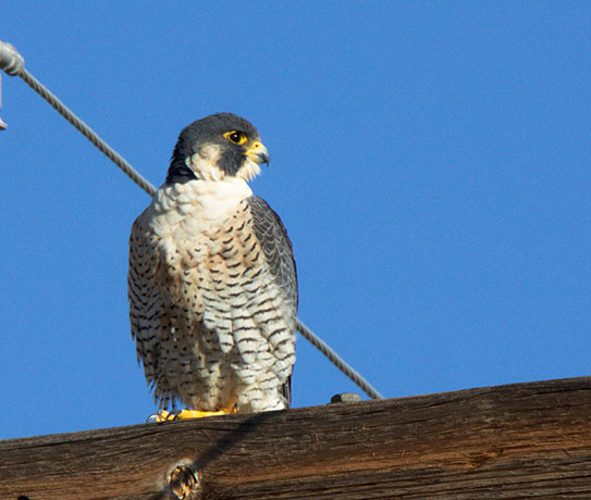 Peregrine Falcon Falco peregrinus