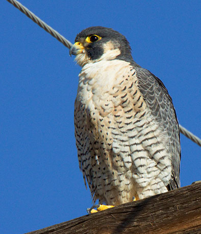 Peregrine Falcon Falco peregrinus