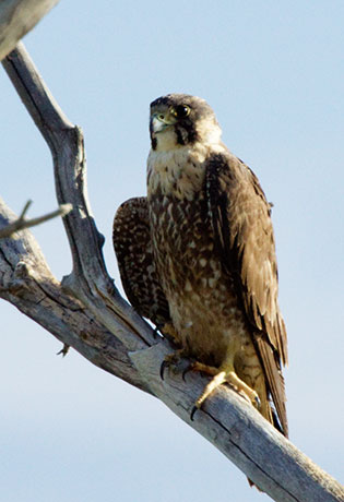 Peregrine Falcon Falco peregrinus