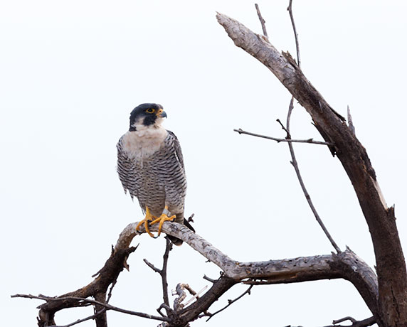 Peregrine Falcon Falco peregrinus
