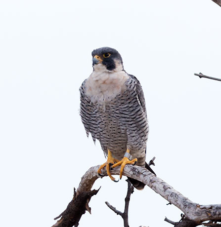Peregrine Falcon Falco peregrinus