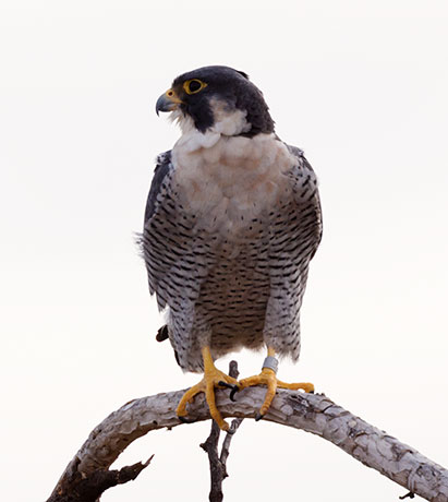 Peregrine Falcon Falco peregrinus