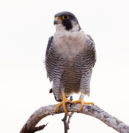 Peregrine Falcon Falco peregrinus