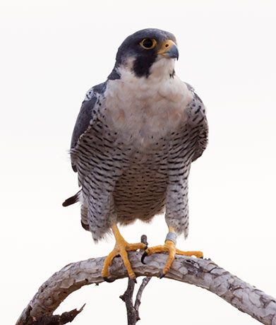 Peregrine Falcon Falco peregrinus