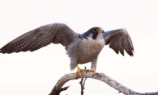 Peregrine Falcon Falco peregrinus