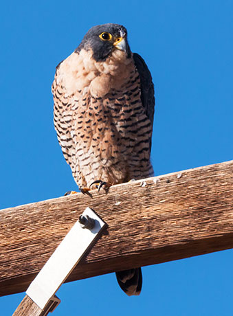 Peregrine Falcon Falco peregrinus