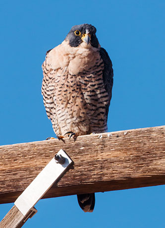 Peregrine Falcon Falco peregrinus