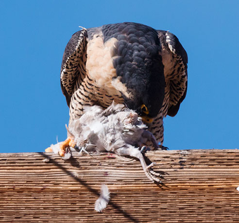 Peregrine Falcon Falco peregrinus