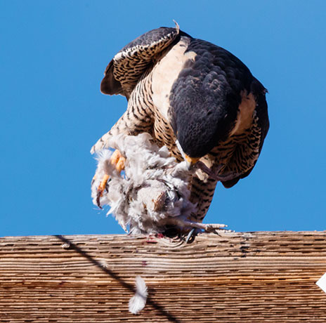 Peregrine Falcon Falco peregrinus