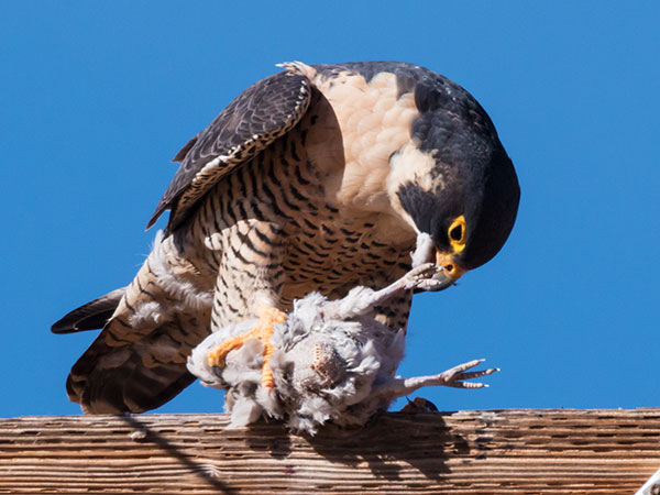 Peregrine Falcon Falco peregrinus