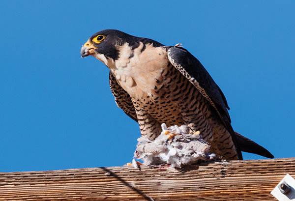 Peregrine Falcon Falco peregrinus