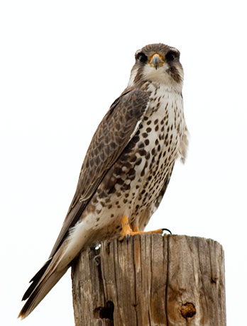 Prairie Falcon Falco mexicanus 